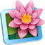 LilyView app icon