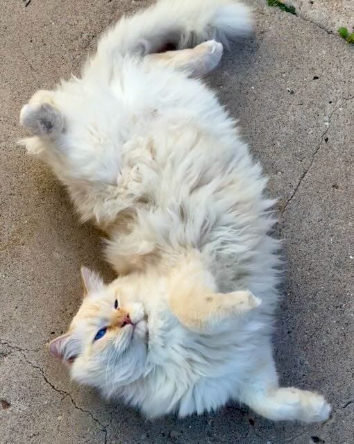 Photograph of a furry white kate on his back looking up at the camera.