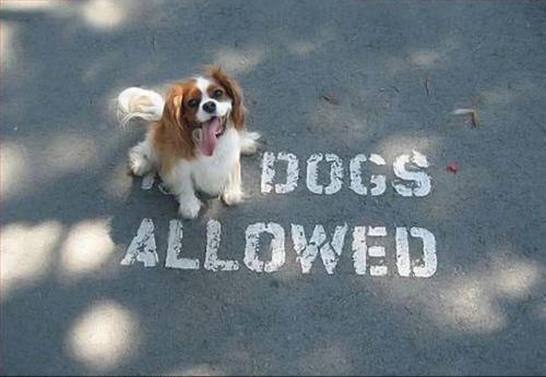 Photograph of a sign painted on the ground that says “NO DOGS ALLOWED” and there’s an adorable puppy sitting on the “NO” looking at the camera.