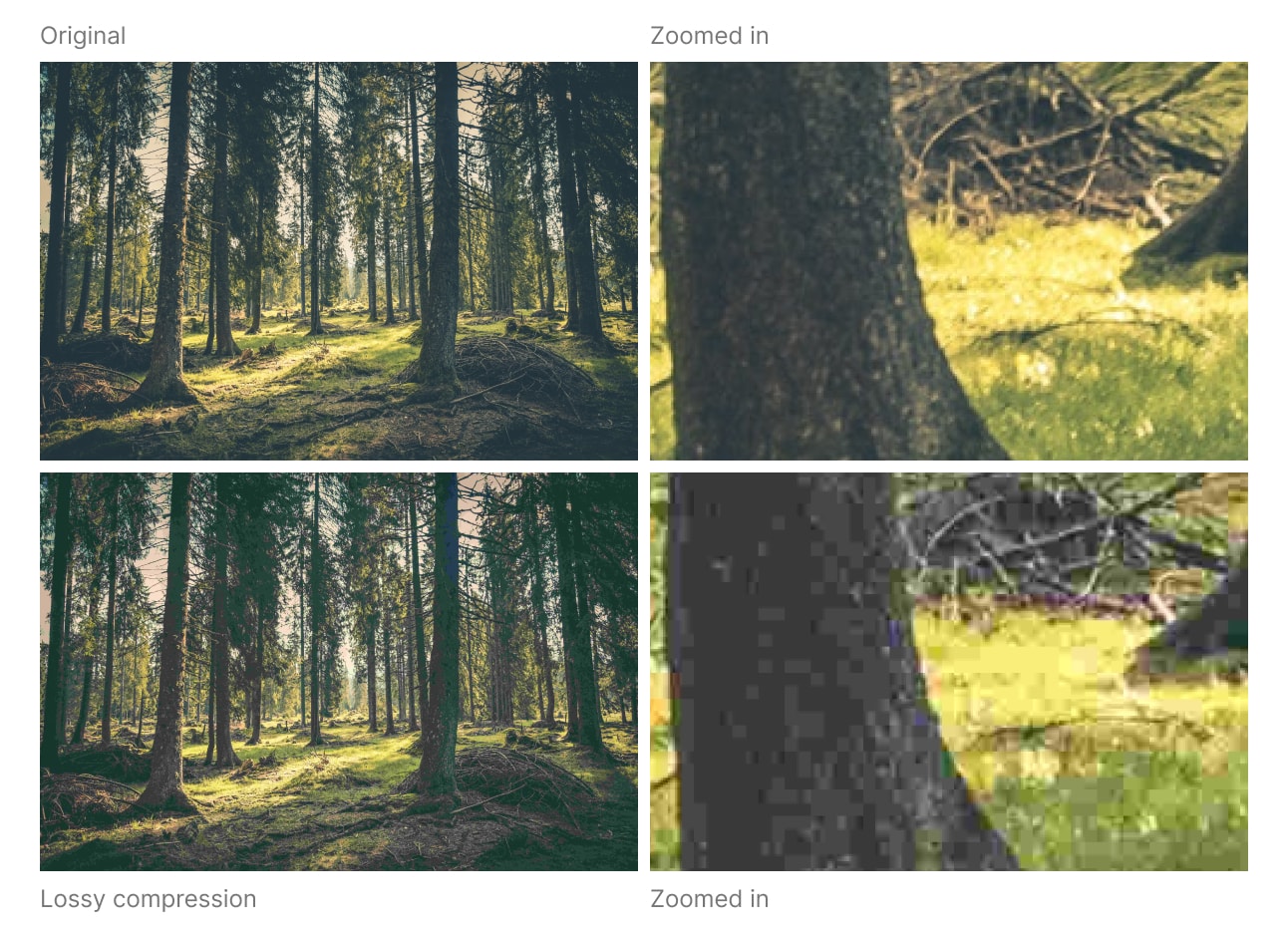 Side by side view of an image of a forest. On the top is the original and a zoomed view. On the bottom is the compressed version and a zoomed in view. Zoomed out you can't really see the difference, but zoomed in on the details and there's a huge difference. The one with compression has huge blocks of solid colors.