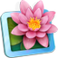 LilyView app icon